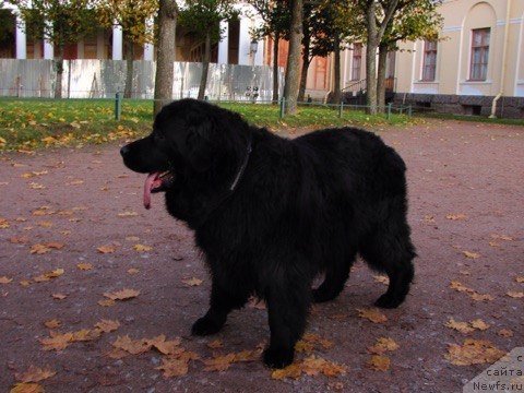 Фото: ньюфаундленд Адриана Арктос Олдайв