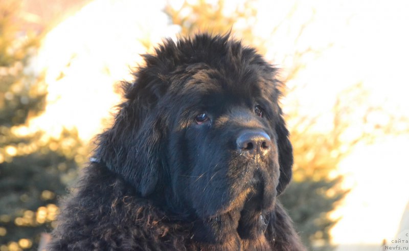 Фото: ньюфаундленд Талисман Моря Ла-Валетта