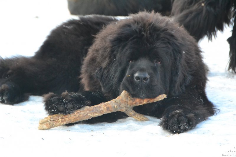 Фото: ньюфаундленд Талисман Моря Ла-Валетта