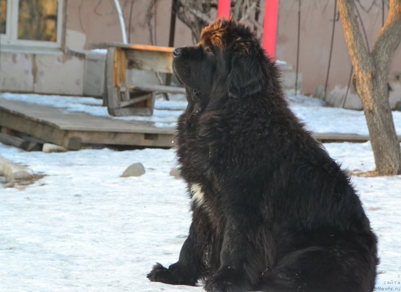 Фото: ньюфаундленд Талисман Моря Ла-Валетта