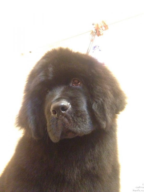 Фото: ньюфаундленд Ньюфорт из Пены Морской Афродита (Njufort iz Peni Morskoy Afrodita)