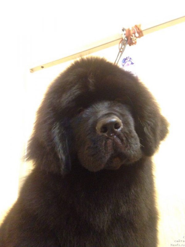 Фото: ньюфаундленд Ньюфорт из Пены Морской Афродита (Njufort iz Peni Morskoy Afrodita)