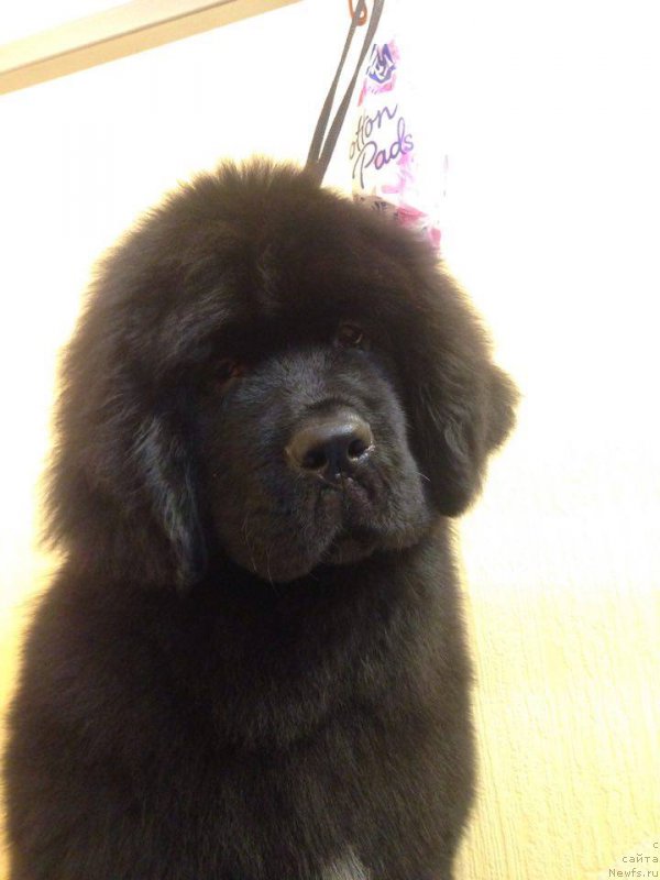 Фото: ньюфаундленд Ньюфорт из Пены Морской Афродита (Njufort iz Peni Morskoy Afrodita)