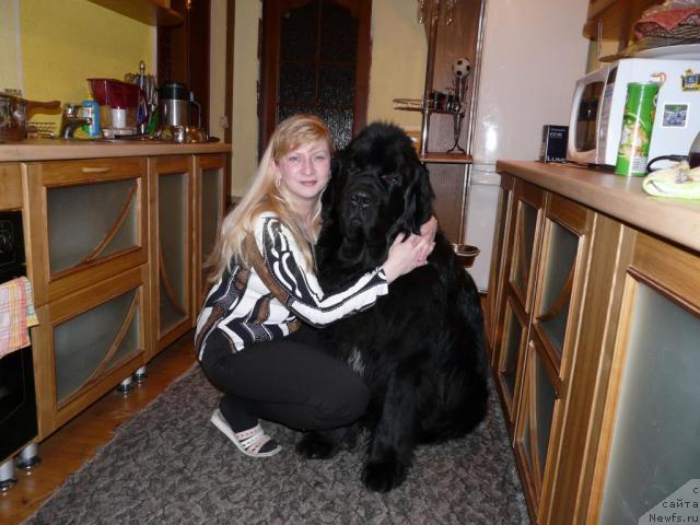 Фото: ньюфаундленд Мороз-Воевода от Сибирского Медведя, Ольга Ларина