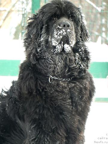 Фото: ньюфаундленд Протей из Антаграда