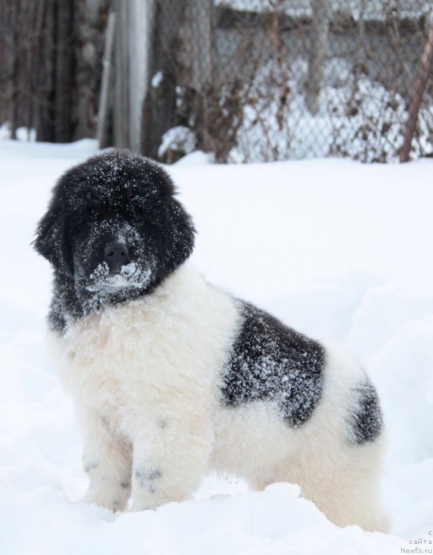 Фото: Аквиан Сонг Тиффани