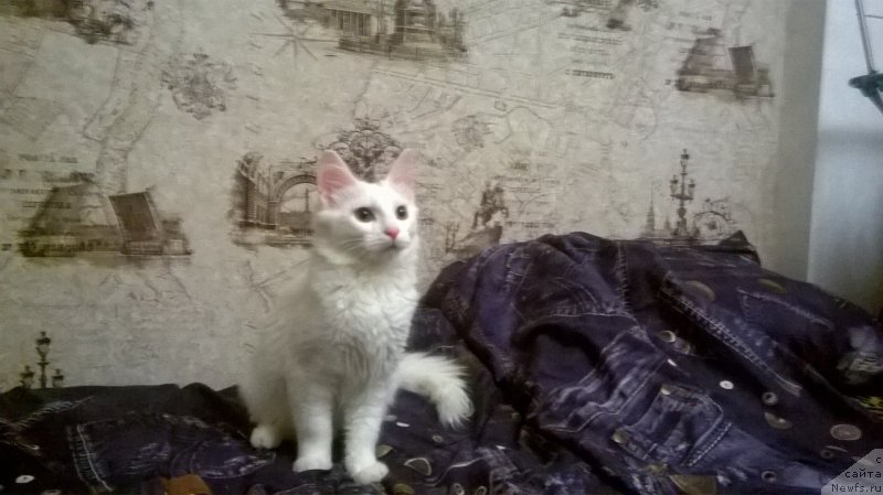 Фотография № 219947