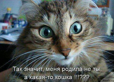 Фотография № 219948