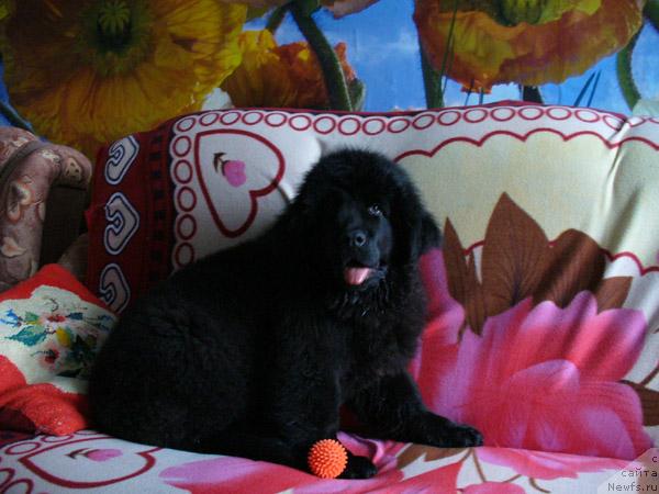 Фото: ньюфаундленд Плюшевая Панда Мона-Лиза