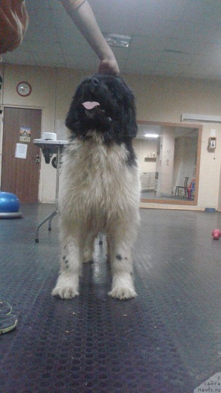 Фотография № 219955