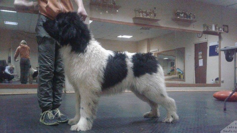 Фотография № 219956