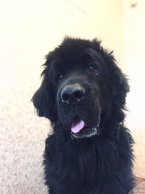 Фото: ньюфаундленд Маг Исполин Копперфильд