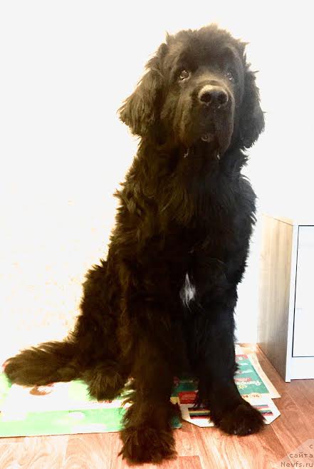 Фото: ньюфаундленд Маг Исполин Копперфильд