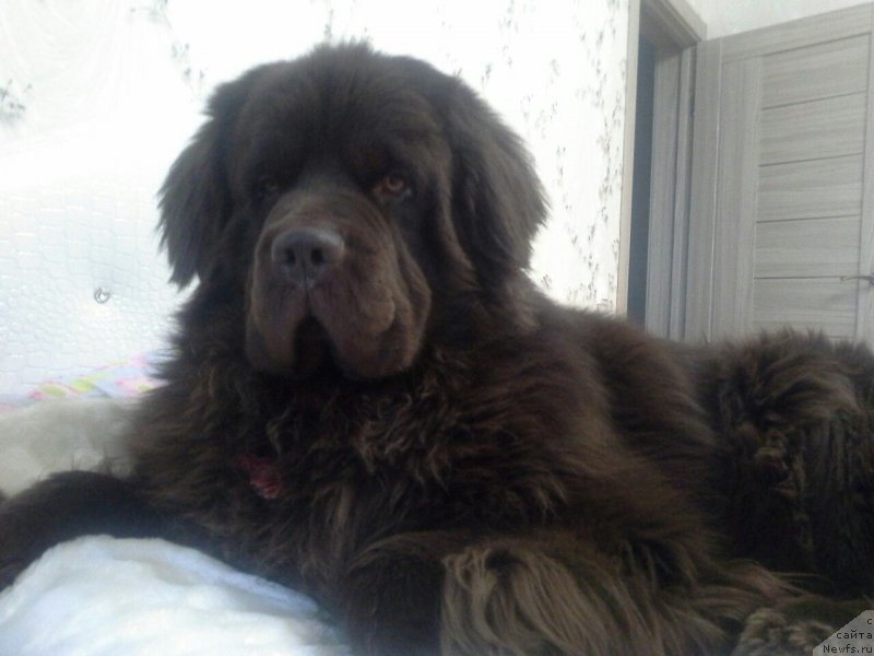 Фото: ньюфаундленд Нэш Соллар Винд