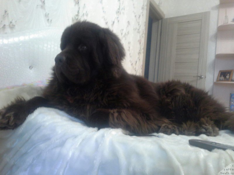 Фото: ньюфаундленд Нэш Соллар Винд