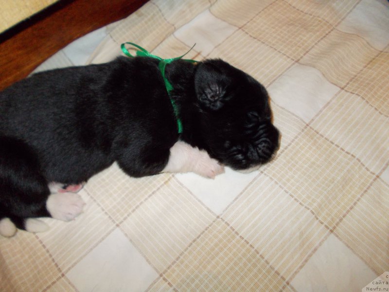 Фото: ньюфаундленд Расмус Ленард Норд