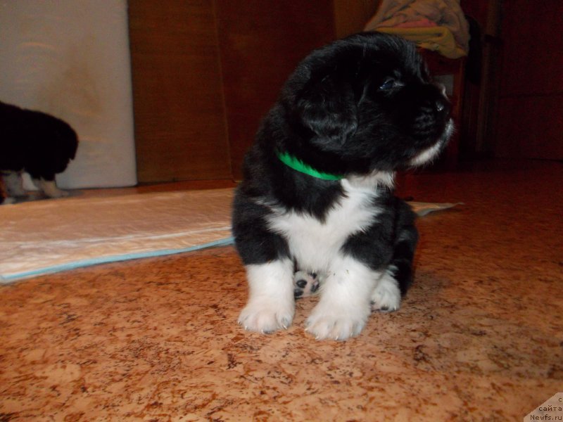 Фото: ньюфаундленд Расмус Ленард Норд