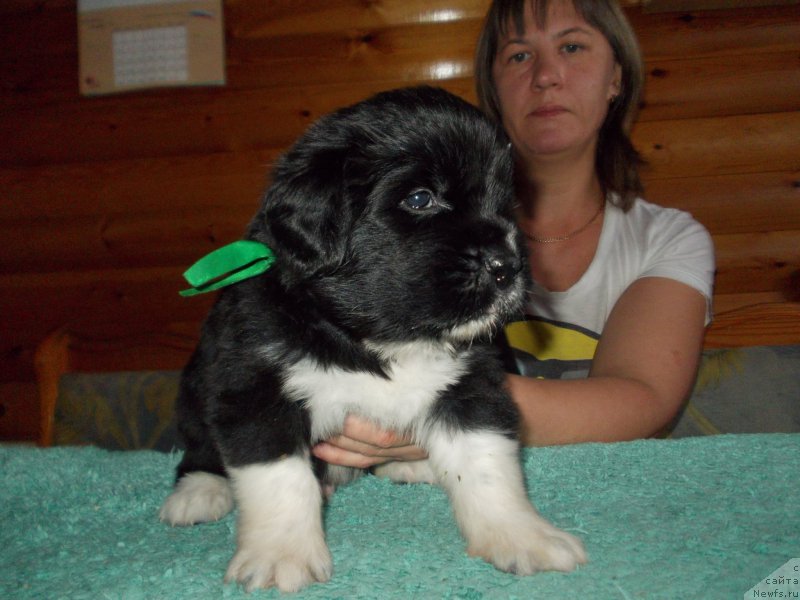 Фото: ньюфаундленд Расмус Ленард Норд