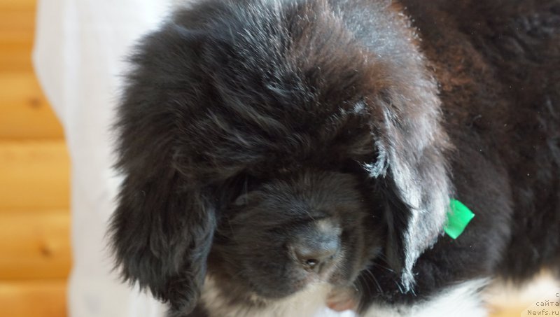 Фото: ньюфаундленд Расмус Ленард Норд