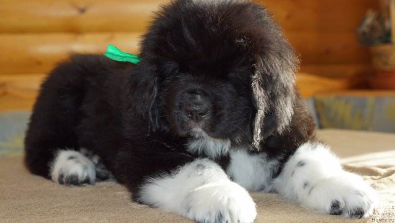 Фото: ньюфаундленд Расмус Ленард Норд