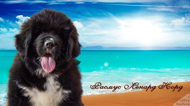 Фото: ньюфаундленд Расмус Ленард Норд