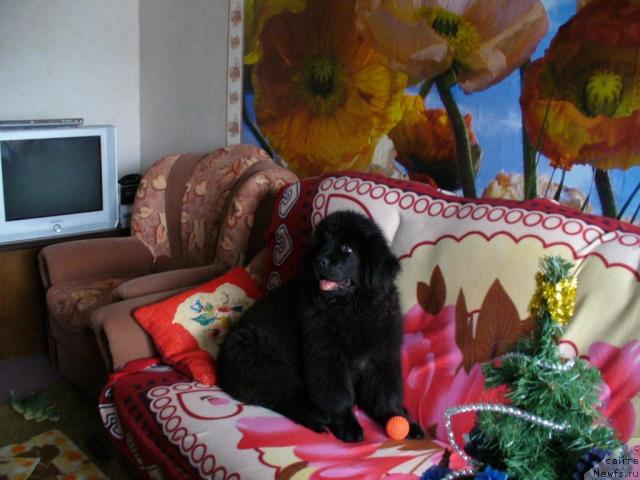 Фото: ньюфаундленд Плюшевая Панда Мона-Лиза