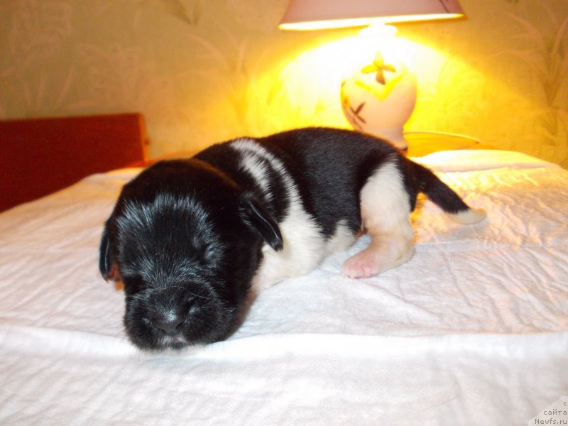 Фото: ньюфаундленд Ровена Вайт Левадо