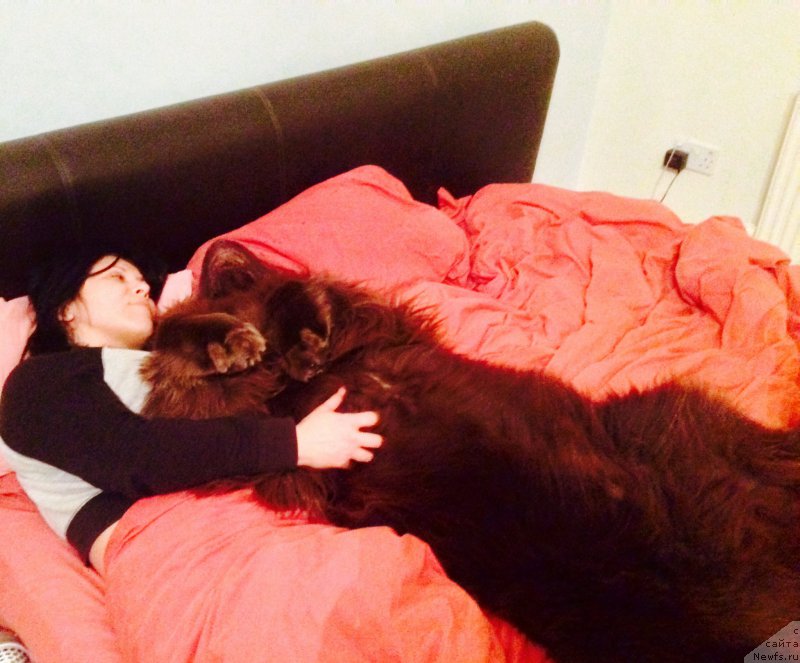 Фото: ньюфаундленд Нобл Кинг Май Лорд Симба