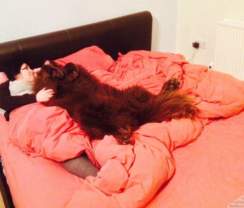 Фото: ньюфаундленд Нобл Кинг Май Лорд Симба