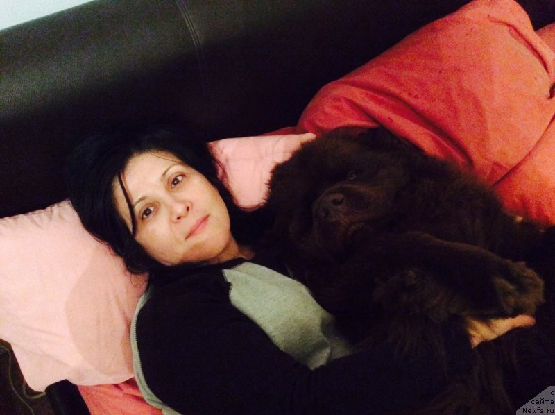 Фото: ньюфаундленд Нобл Кинг Май Лорд Симба