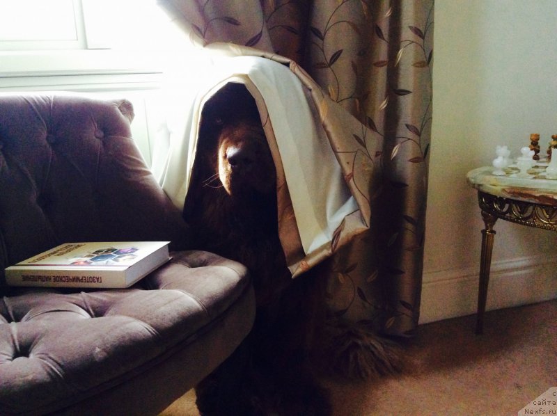 Фото: ньюфаундленд Нобл Кинг Май Лорд Симба