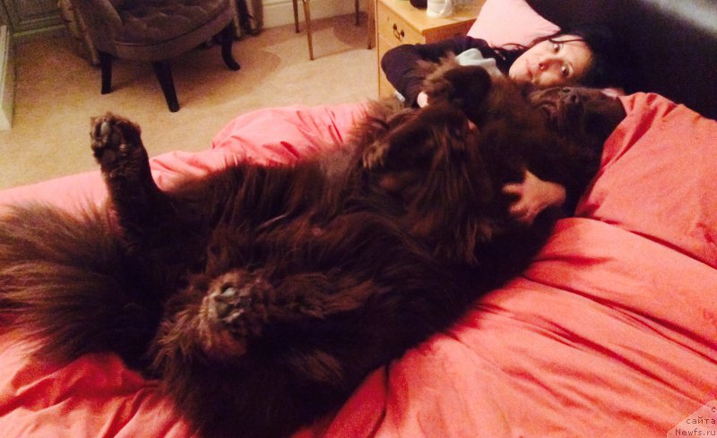 Фото: ньюфаундленд Нобл Кинг Май Лорд Симба