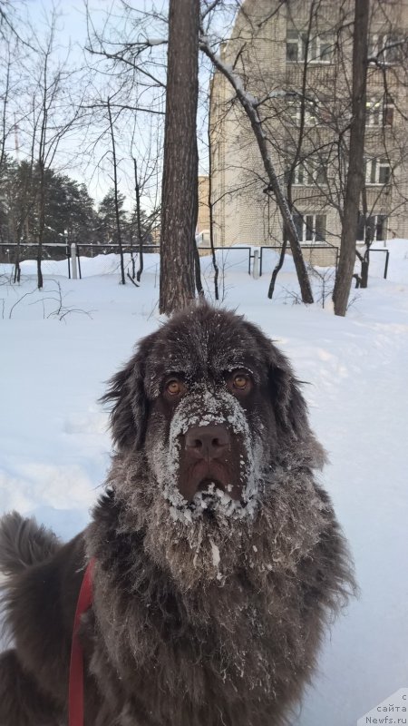 Фото: ньюфаундленд Браунблад МСК Жанара Хайя (Brownblood MSK Zhanara Haya)