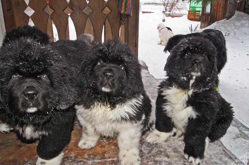 Фотография № 219988