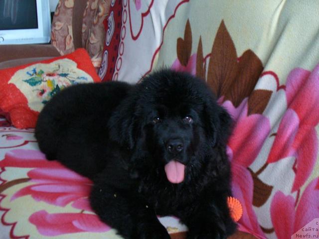 Фото: ньюфаундленд Плюшевая Панда Мона-Лиза