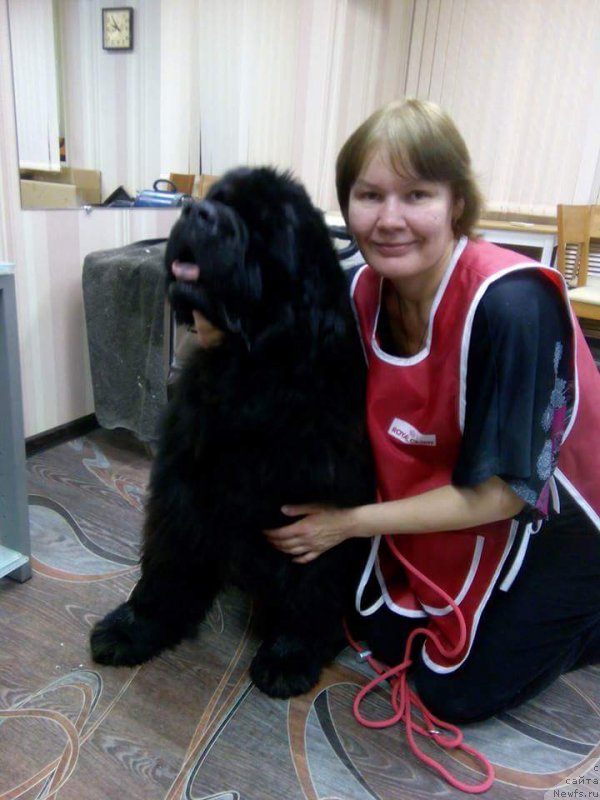 Фото: ньюфаундленд Ньюфорт Бестселлер