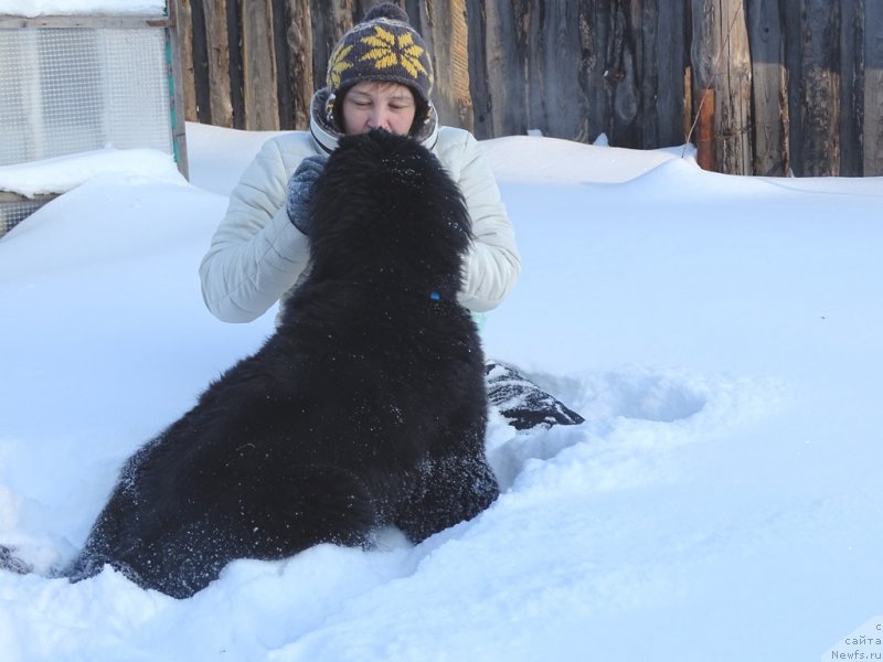 Фото: ньюфаундленд С'Нежная Вьюга Ван Гилс Классик (S'Nezhnaya Vjuga Van Gils Classik), Лиля
