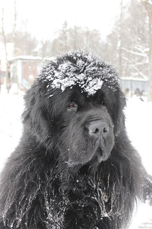 Фото: ньюфаундленд Callistos to Russia With Love