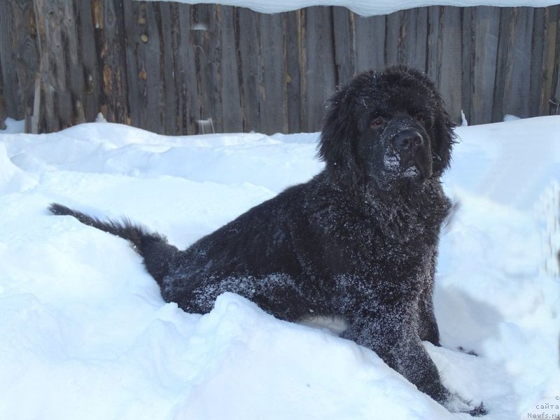 Фото: ньюфаундленд С'Нежная Вьюга Ван Гилс Классик (S'Nezhnaya Vjuga Van Gils Classik)