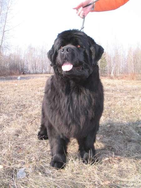 Фото: ньюфаундленд Дикая Орхидея от Сибирского Медведя (Dikaya Orchidea ot Sibirskogo Medvedja)