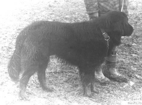 Фото: ньюфаундленд Грим Мариэль Терра Нова