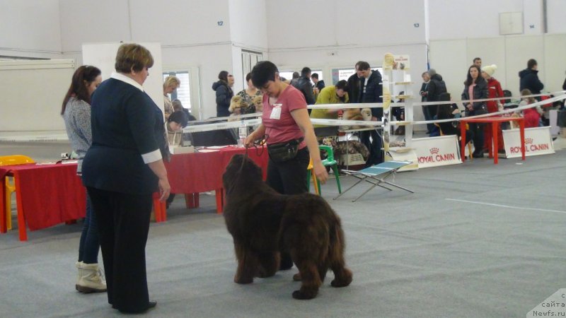Фото: ньюфаундленд Ньюфорт Вивиан