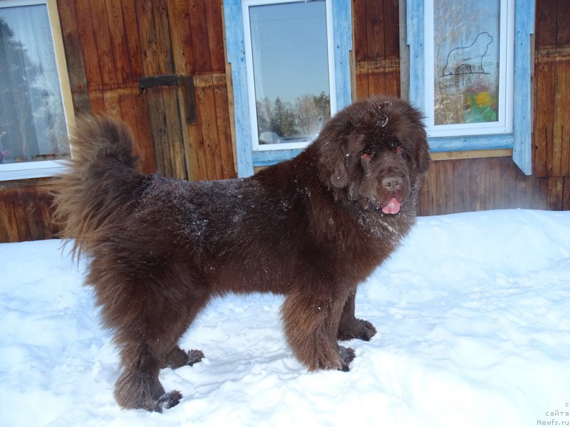 Фото: ньюфаундленд Ньюфорт Вивиан