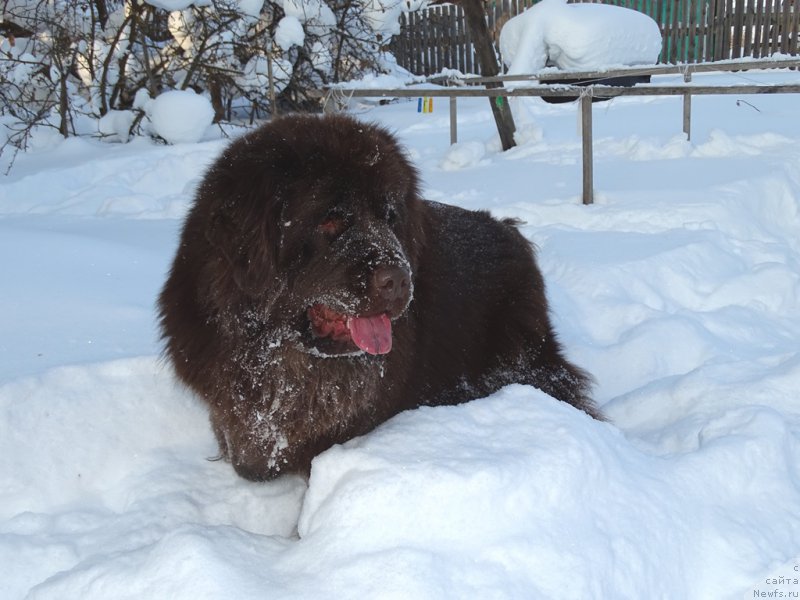 Фото: ньюфаундленд Ньюфорт Вивиан