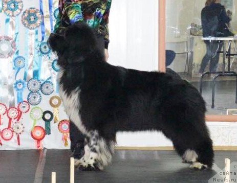 Фото: ньюфаундленд Еверия от Сибирского Медведя