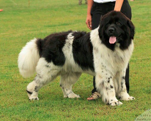 Фото: ньюфаундленд Варгас Де Ла Масса Армандо (Vargas de la Massa Armando)