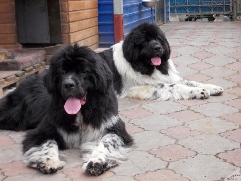 Фото: ньюфаундленд Еверия от Сибирского Медведя, ньюфаундленд Варгас Де Ла Масса Армандо (Vargas de la Massa Armando)