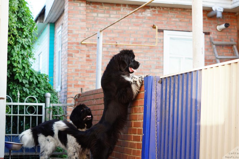 Фото: [d13395]и, ньюфаундленд Еверия от Сибирского Медведя