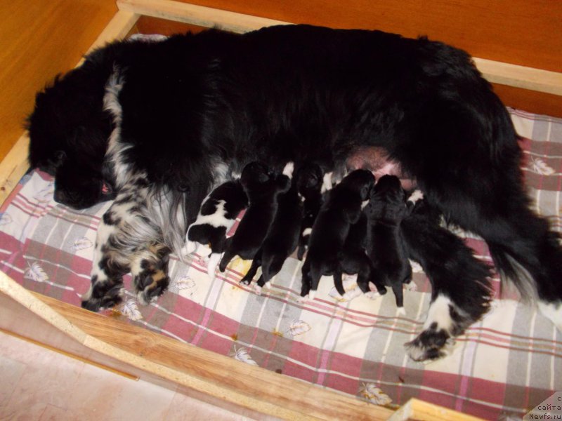 Фото: ньюфаундленд Еверия от Сибирского Медведя