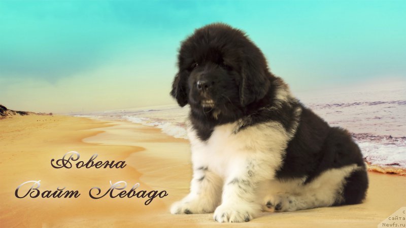 Фото: ньюфаундленд Ровена Вайт Левадо